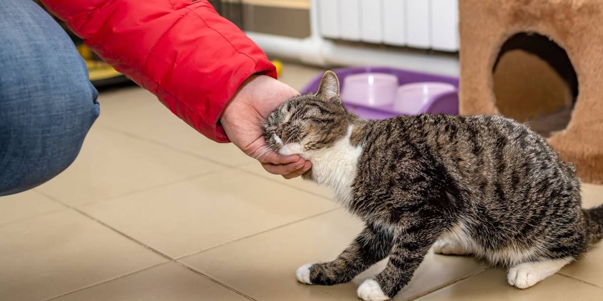 L'image représente une scène réconfortante d'un chat se livrant à un comportement de cognement ou de frottement de la tête.