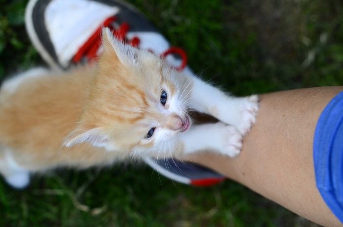 Un chaton joueur qui se penche et donne des coups de patte sur quelque chose.