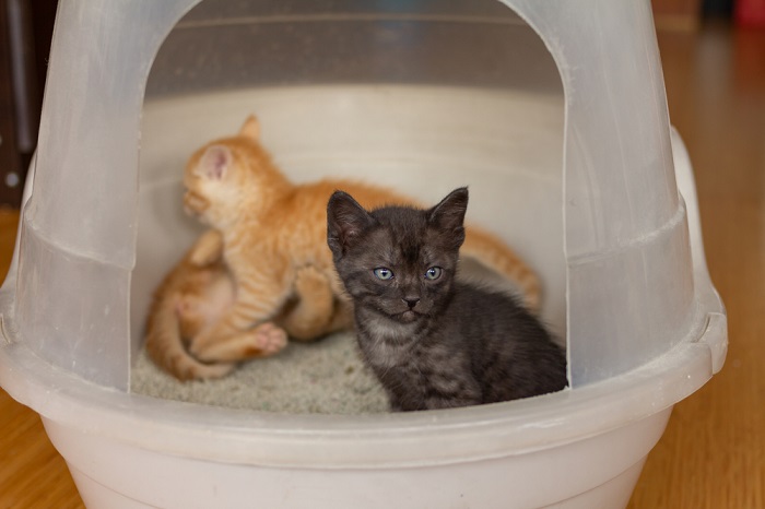 chatons dans leur litière