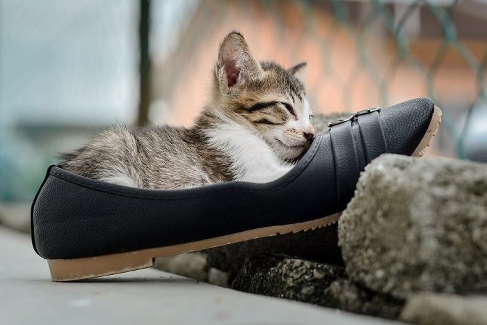 Une image adorable capturant un chaton confortablement niché parmi une collection de chaussures.