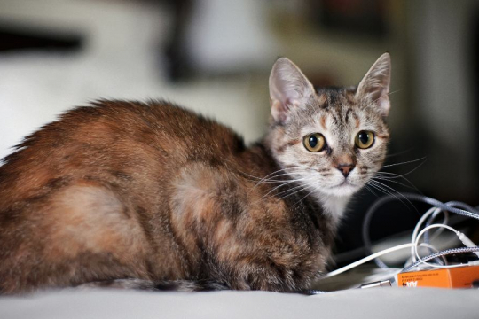 Votre chat se sent seul ? Ces 7 signes vous aideront à le savoir.