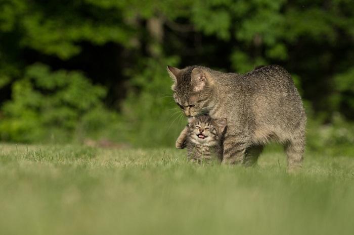 Image réconfortante montrant une mère chat et son chaton joueur partageant une interaction joyeuse.