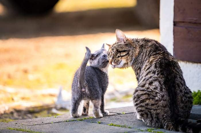 Image réconfortante d'une mère chat câlinant affectueusement son petit chaton.