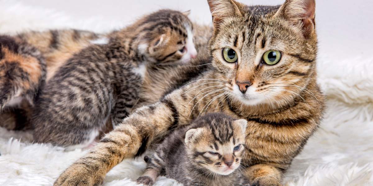 Image tendre mettant en vedette une mère chat et son adorable chaton.