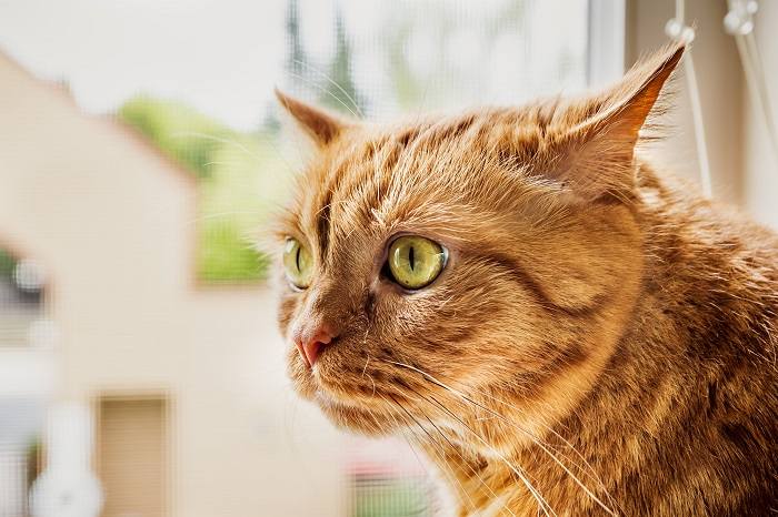 Position des oreilles du chat sur le côté et vers l'arrière.