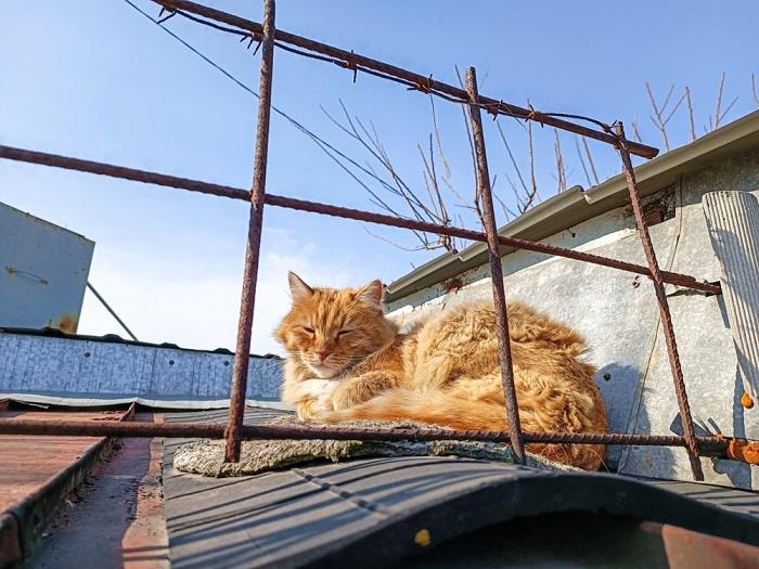 Image d'un chat orange dormant confortablement sur un toit, mettant en valeur l'adaptabilité féline et son talent pour trouver des lieux de repos uniques.