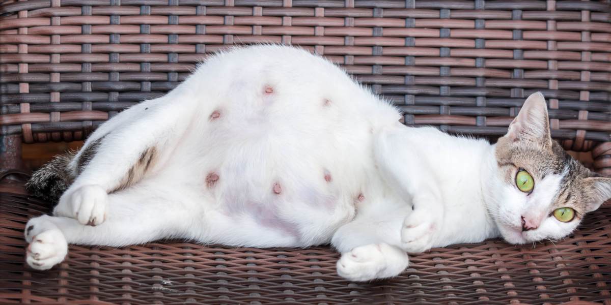 Une chatte enceinte, mettant en valeur les changements physiques et la grossesse chez les compagnons félins.