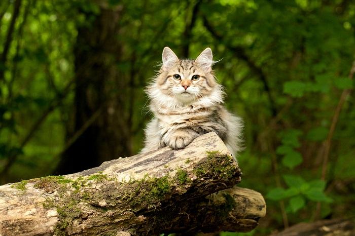 Authentique chat sibérien, affichant la vraie beauté de cette race majestueuse dans une image compressée