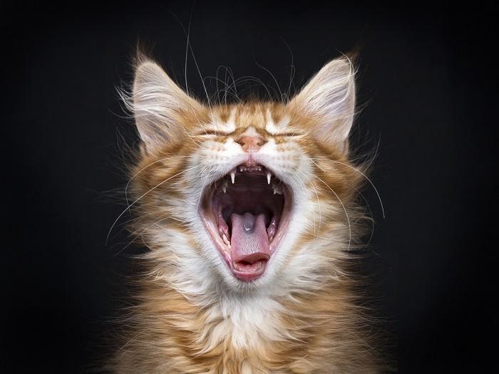 Une image engageante d'un chat tigré roux pris au milieu d'un bâillement, la bouche grande ouverte, mettant en valeur ses dents et sa langue, capturant un moment candide d'expression et de comportement félin.