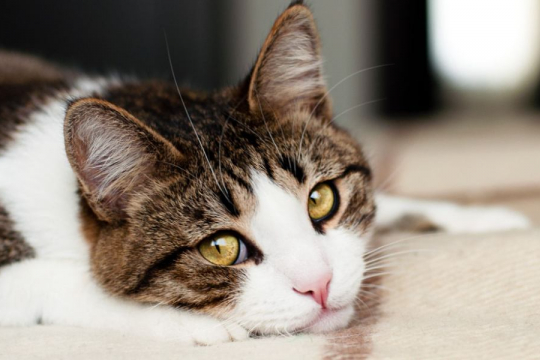 7 façons de blesser les sentiments de votre chat.