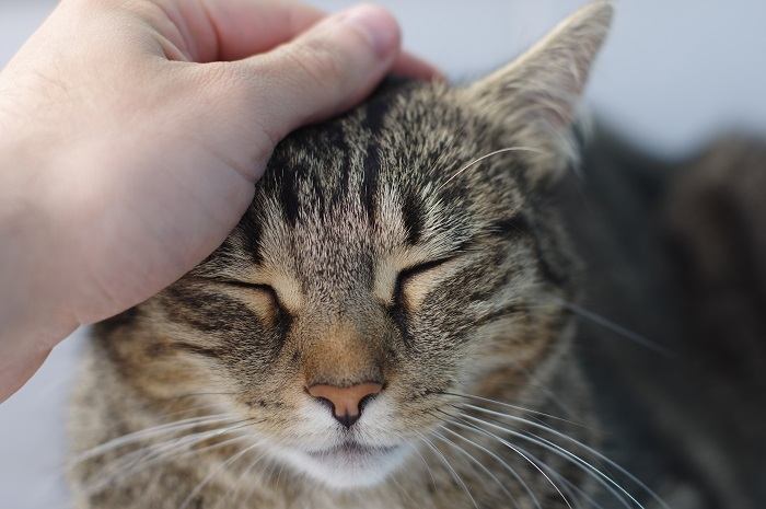 Une personne caresse doucement un chat satisfait et détendu, créant un lien par le toucher et l'affection.