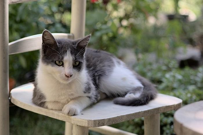 Un chat majestueux est assis fièrement, dégageant une confiance grâce à son apparence frappante et son comportement royal.