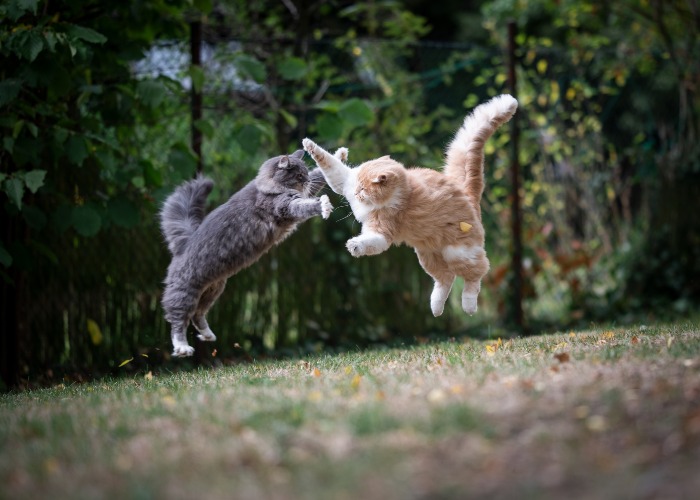 Image de deux chats engagés dans un combat ludique ou simulé.