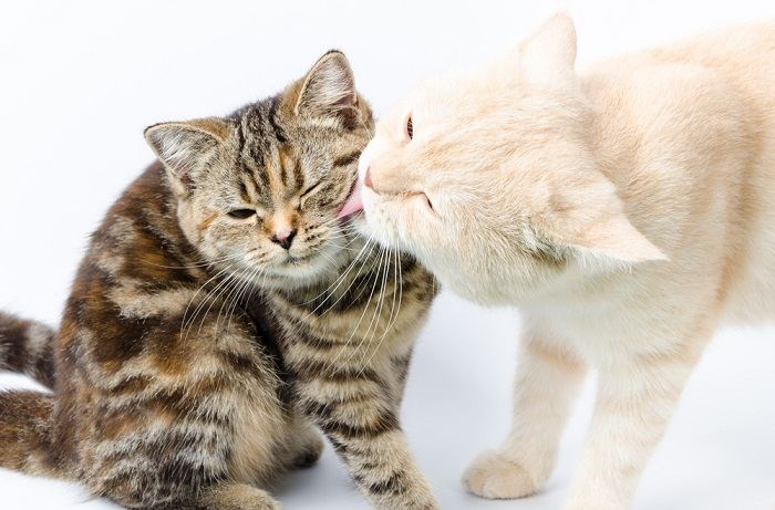 Photo de deux chats se livrant à un toilettage réciproque, démontrant une interaction harmonieuse et attentionnée entre compagnons félins.