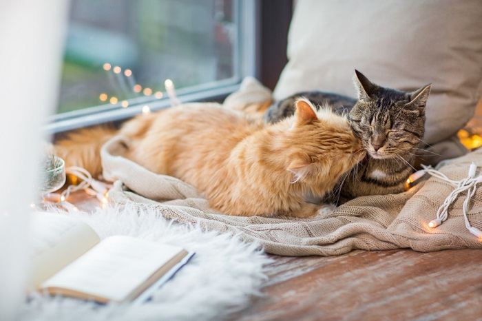 Deux chats confortablement blottis ensemble sous une couverture sur le thème de Noël