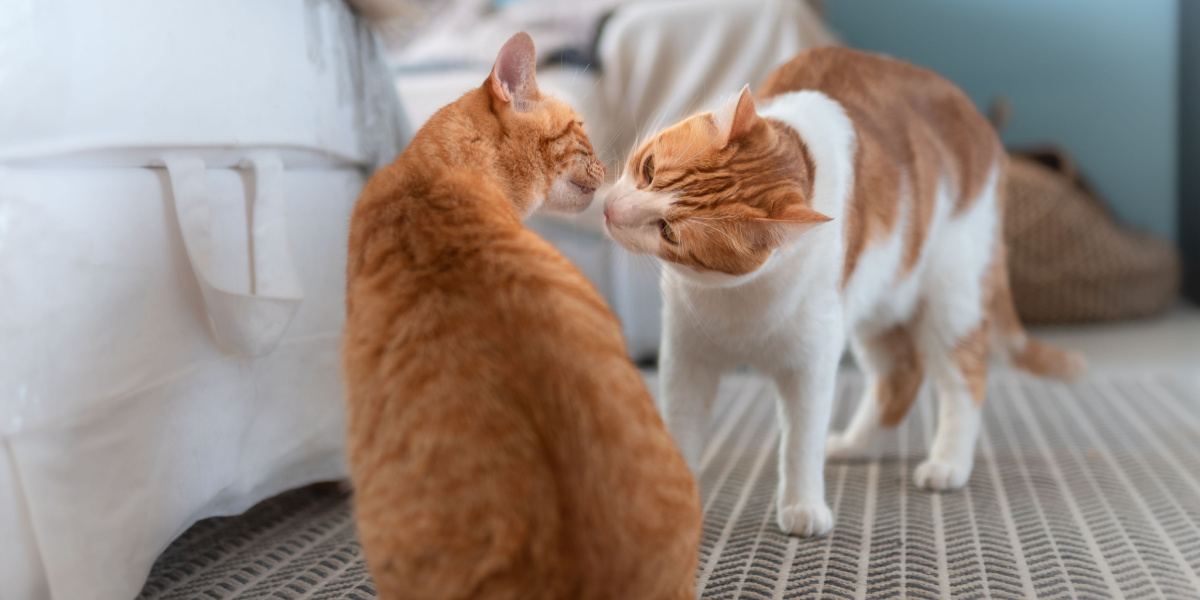 Une image représentant deux chats engagés dans une interaction de reniflement, un comportement courant chez les chats pour explorer les odeurs et établir des liens sociaux grâce à la communication olfactive.