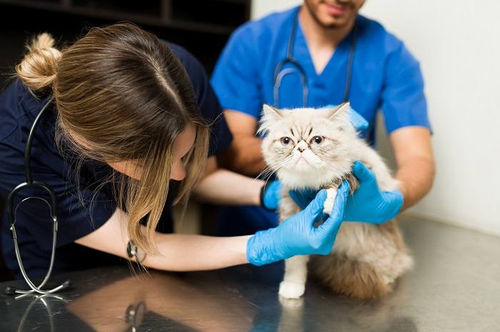 Chat au nez retroussé examiné par un vétérinaire