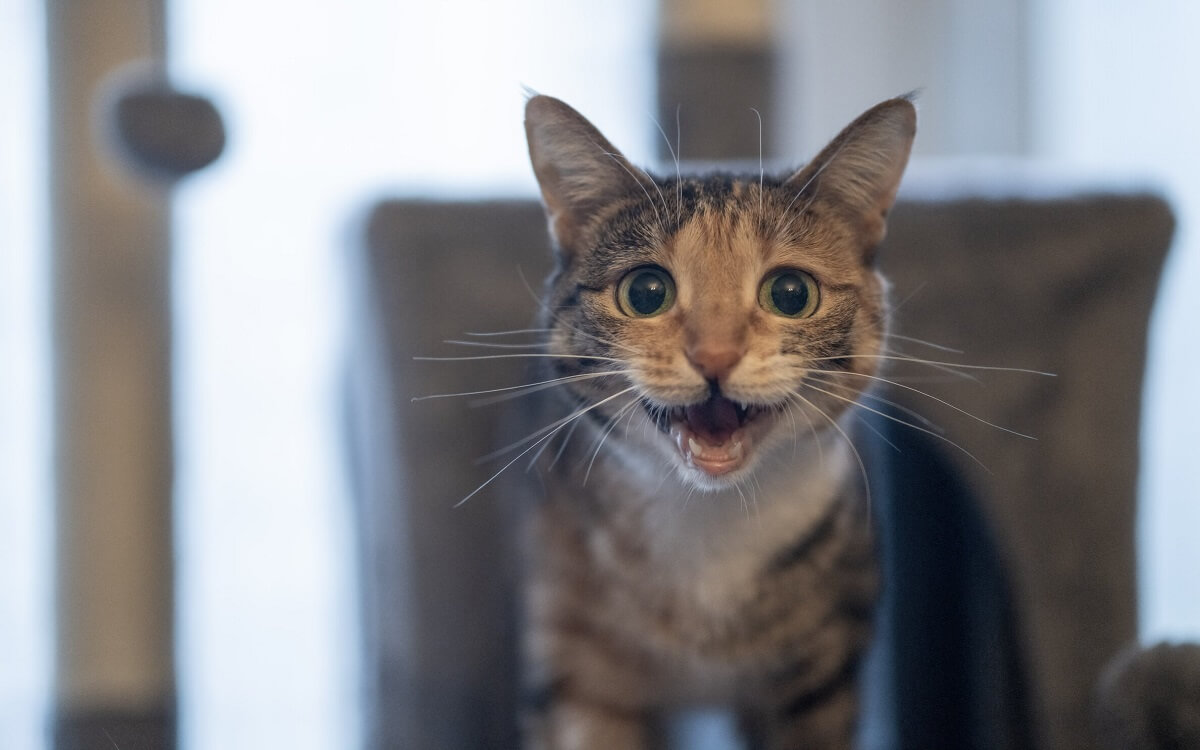 Chat qui hurle nocturnement dans le noir.