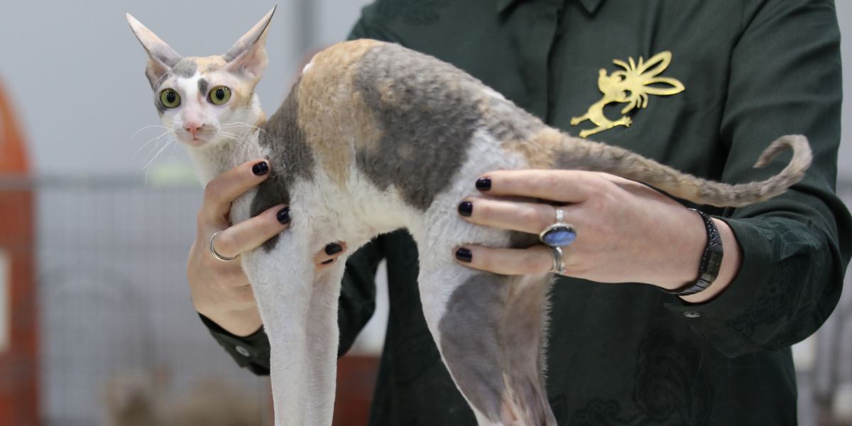 Une photo élégante d'un chat Cornish Rex, connu pour son pelage bouclé distinctif, son corps élancé et ses grandes oreilles, capturant l'apparence unique et captivante de cette race féline particulière.