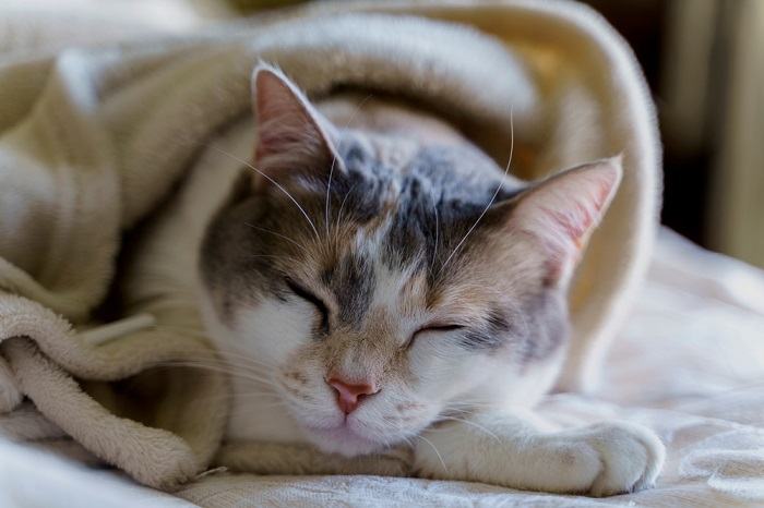 chat malade se déforme dans une couverture