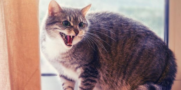 10-causes-d-agressivit-chez-les-chats-et-comment-y-rem-dier-cats