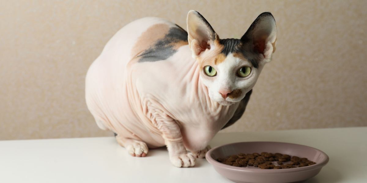 Chat Sphynx