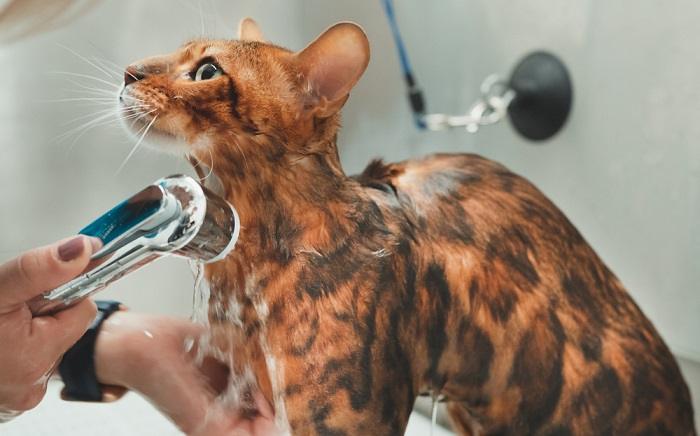 Un propriétaire donne doucement un bain à un chat du Bengal