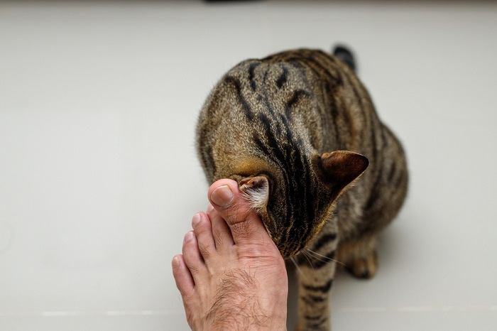 Un chat à l'air ennuyé se prélassant confortablement, avec une pointe de désintérêt dans son expression, capturant l'essence d'un moment d'oisiveté féline.