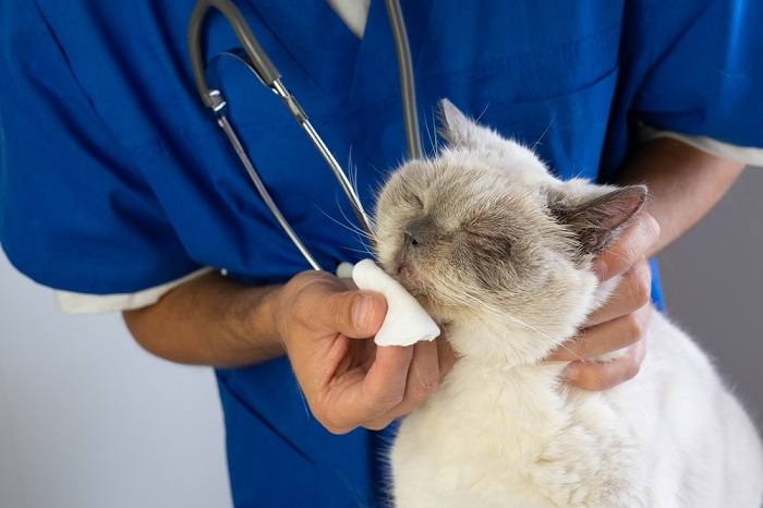 Un chat présentant des signes de sinusite, une affection qui peut affecter sa santé respiratoire, soulignant l’importance d’une attention et d’un traitement vétérinaire rapides.