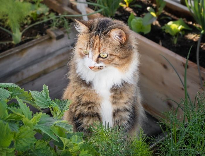 les odeurs que les chats détestent