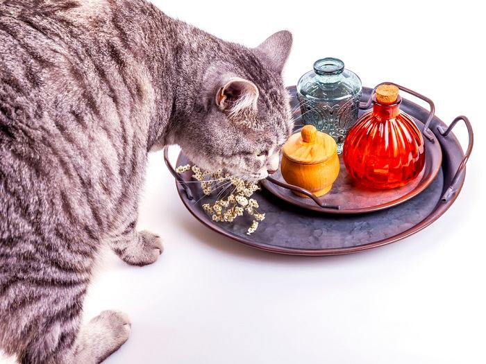 les odeurs que les chats détestent