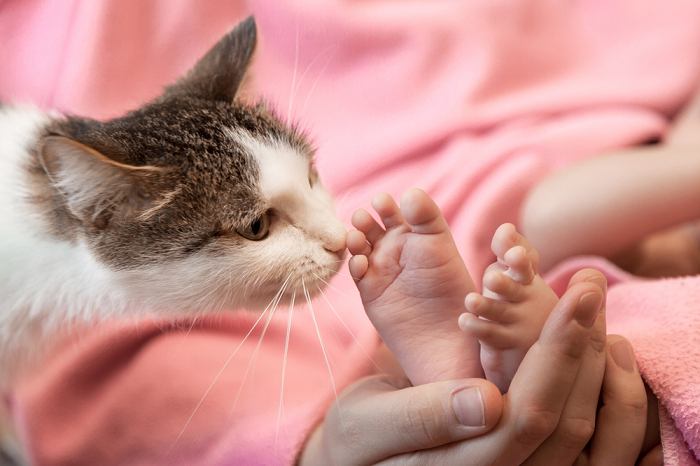 Une scène réconfortante montrant une douce interaction entre un chat curieux et une paire de petits pieds de bébé, tandis que le chat les renifle avec curiosité et que le bébé observe avec émerveillement.