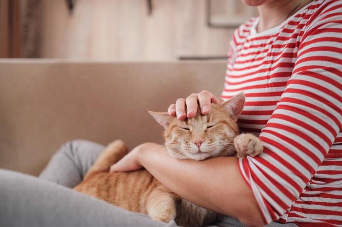 Une image capturant la relation harmonieuse entre un chat et un humain.