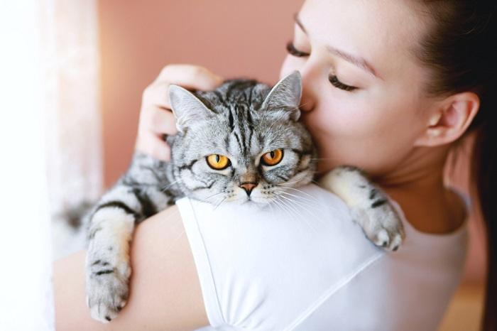 Un moment réconfortant entre un chat et un humain, mettant en valeur leur lien et leur connexion spéciaux.