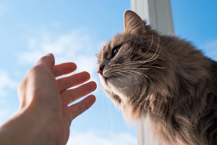 Une image capturant une interaction tendre entre un chat et une main humaine.