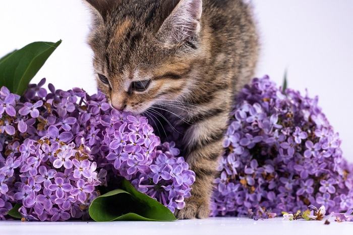 les odeurs que les chats détestent