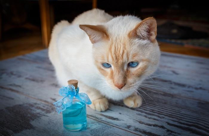 les odeurs que les chats détestent