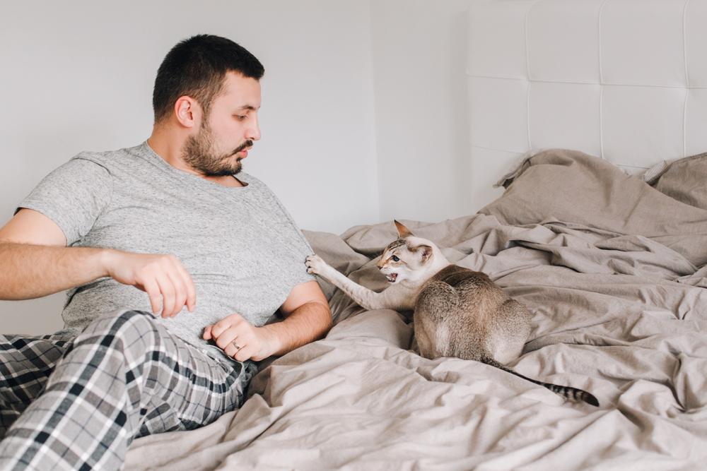 chat attaquant et griffant son propriétaire