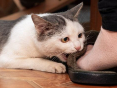 An adorable gray and white cat playfully nibbles on a person's feet, showcasing its playful and affectionate nature.