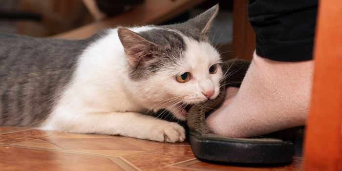 Un adorable chat gris et blanc mordille de manière ludique les pieds d'une personne, mettant en valeur sa nature ludique et affectueuse.