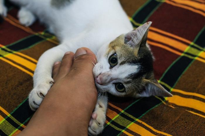 Une image ludique capturant un chat avec ses dents saisissant doucement les pieds d'une personne, démontrant un moment léger et interactif de comportement félin.