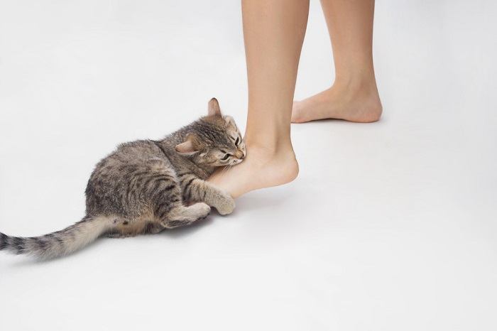 Un chat tigré orange espiègle aux yeux écarquillés et à la bouche ouverte, se livrant à un geste ludique de « morsure » envers les pieds d'une personne.