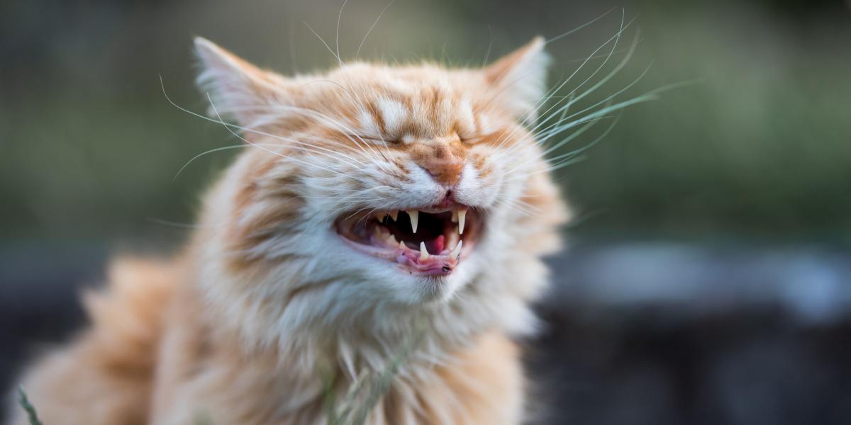 Un chat en détresse qui pleure, exprimant une détresse émotionnelle ou physique dans une image.