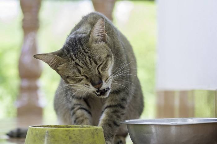 Un chat souffrant de douleurs dentaires, soulignant l’importance des soins dentaires pour les animaux de compagnie.