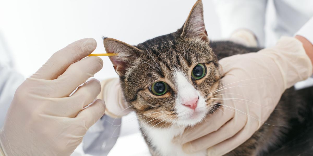 Image démontrant le nettoyage des oreilles d'un chat.