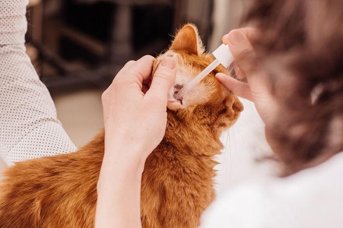 Image présentant des gouttes d'oreille de chat.