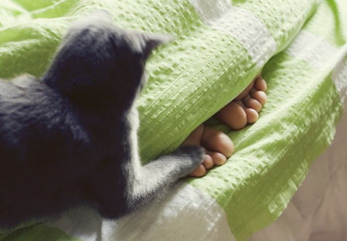 Un chat concentré en mode chasse, accroupi et traquant avec intention les pieds d'une personne, illustrant ses instincts innés de prédateur d'une manière ludique.