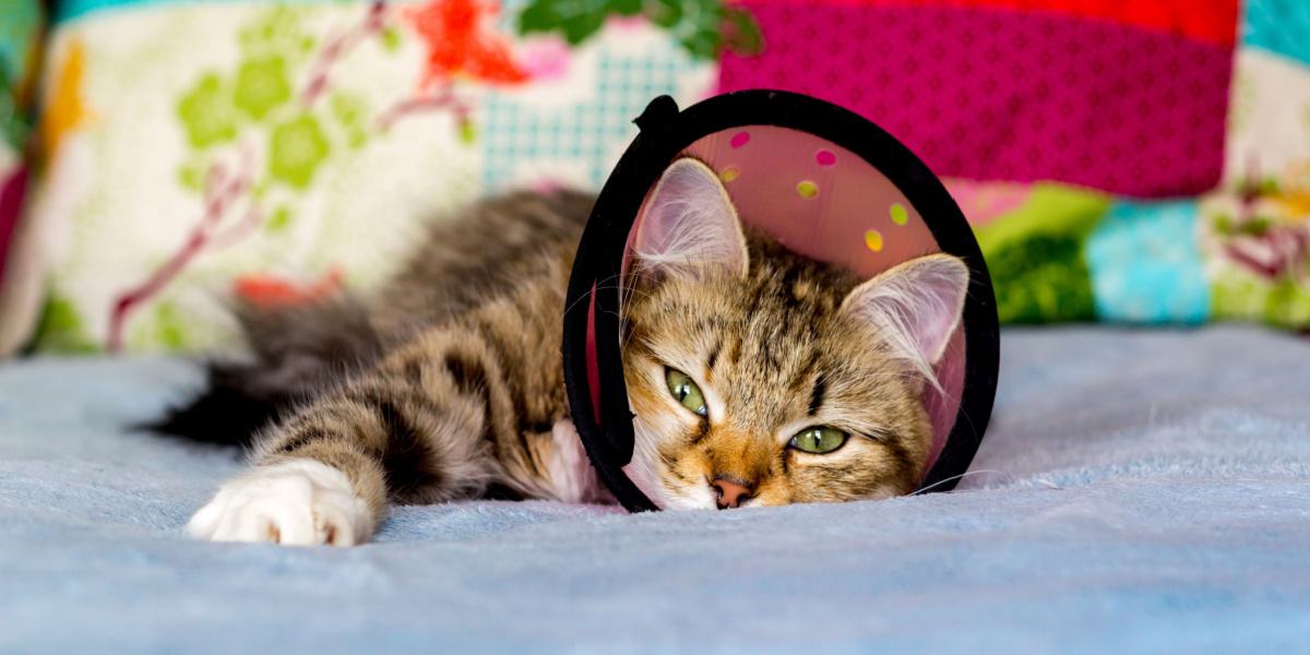 Un chat se repose confortablement dans un lit.