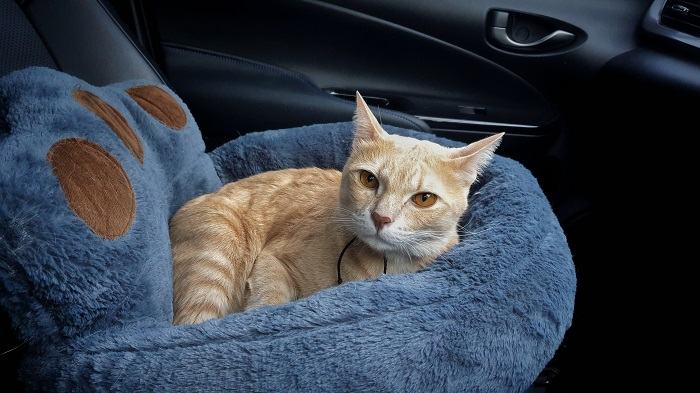 Chat dans un lit moelleux dans une voiture