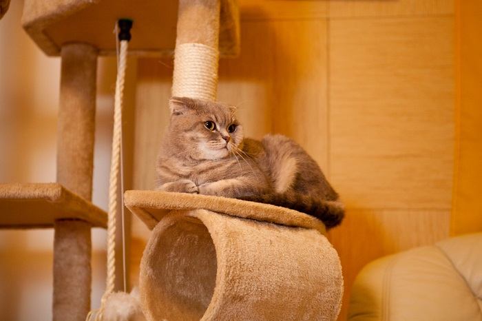 L'image montre un chat confortablement installé à l'intérieur d'une maison pour chat, soulignant son plaisir des espaces douillets et clos.